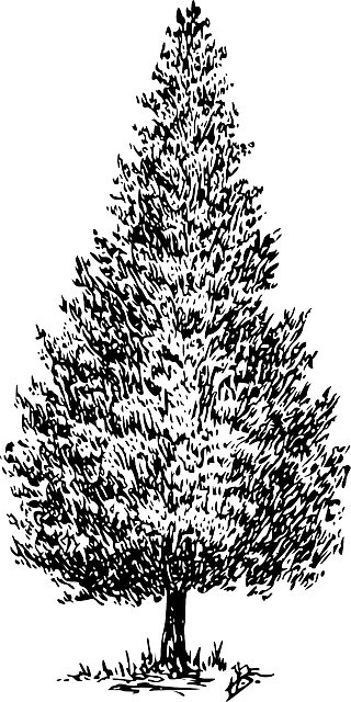 Black and White Sketch of a Tree