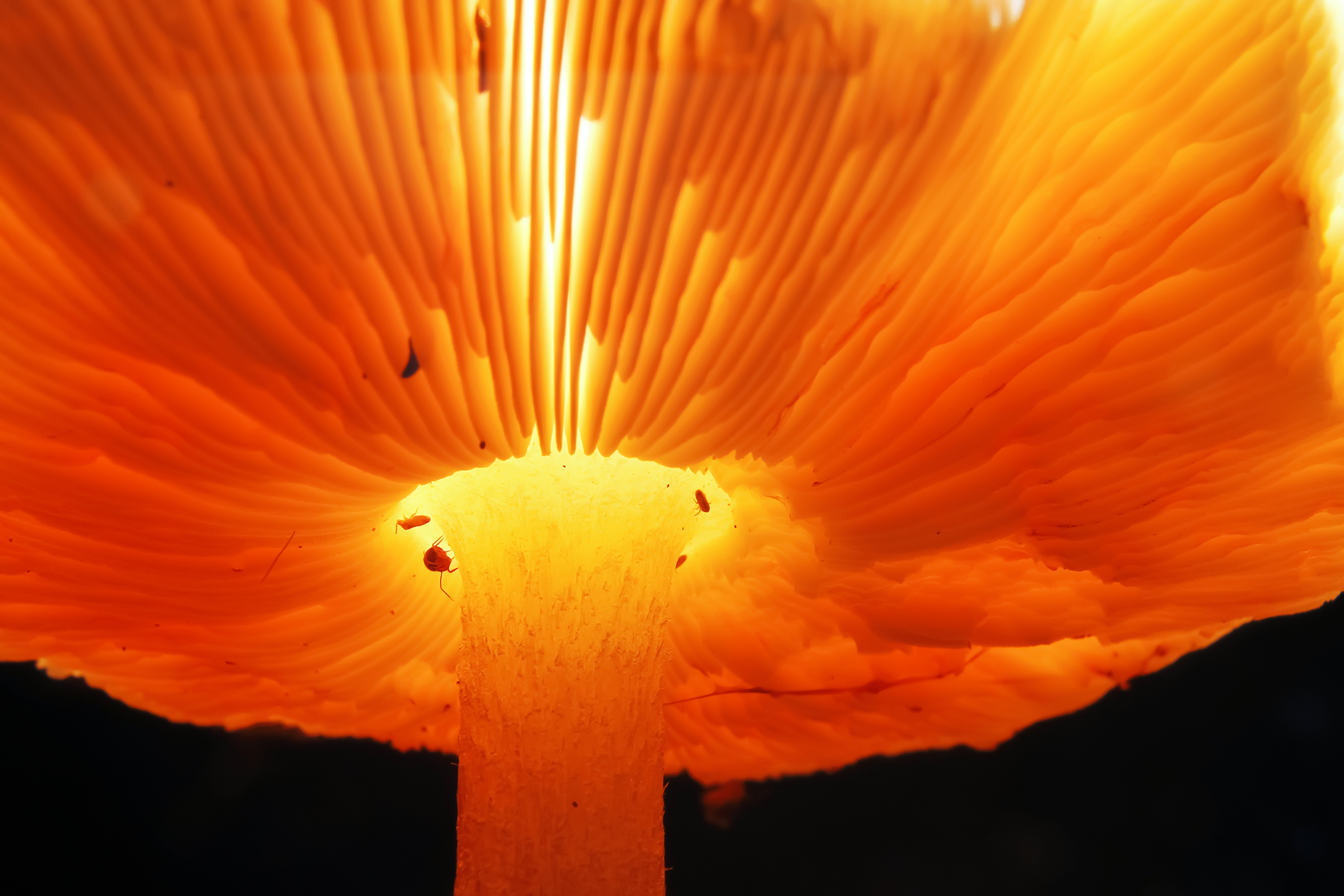 different-mushrooms-clearing.jpg