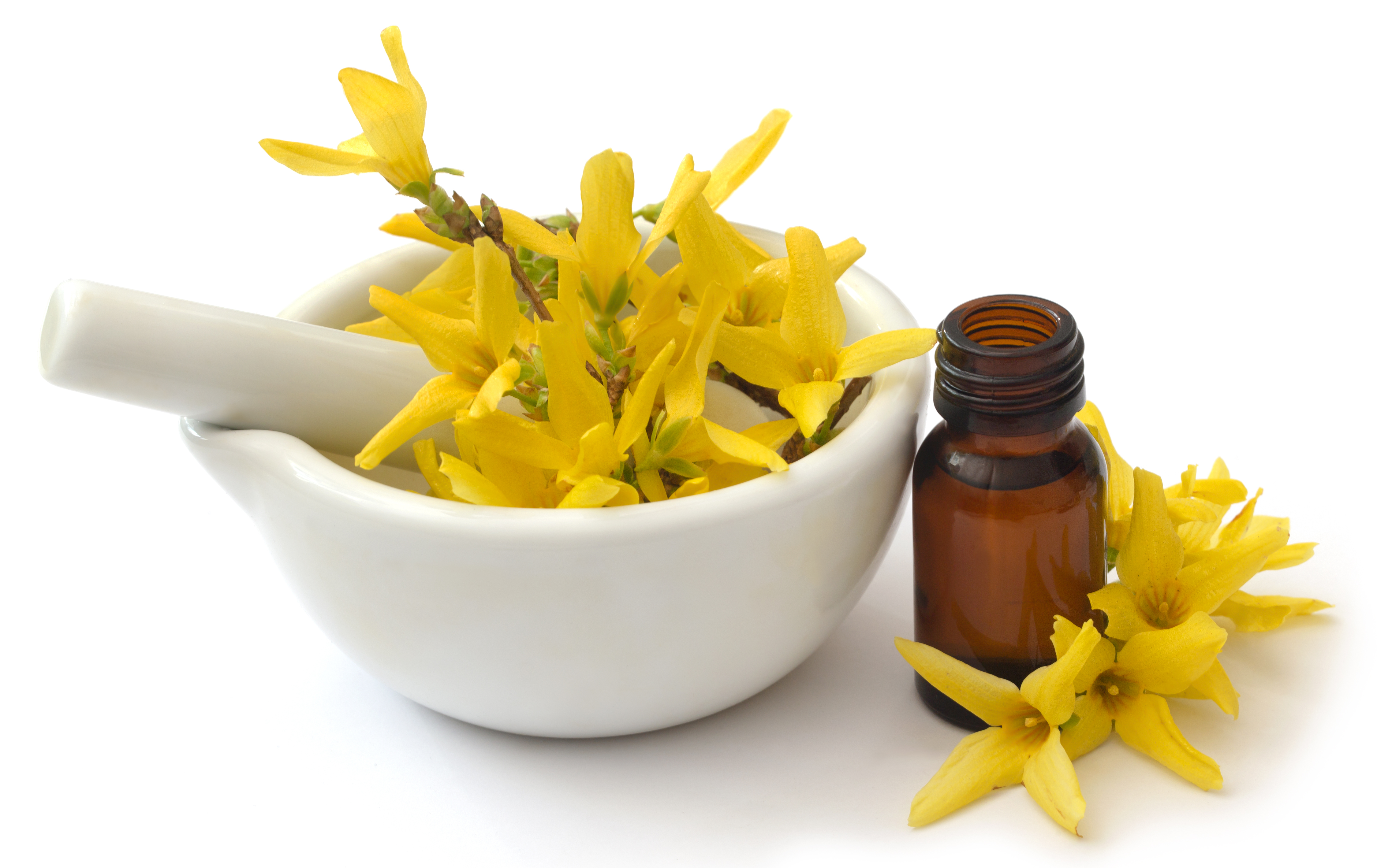 forsythia-with-essential-oil-bottle-as-herbal-medicine.jpg