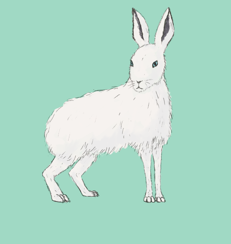 A furry white hare with startingly blue eyes