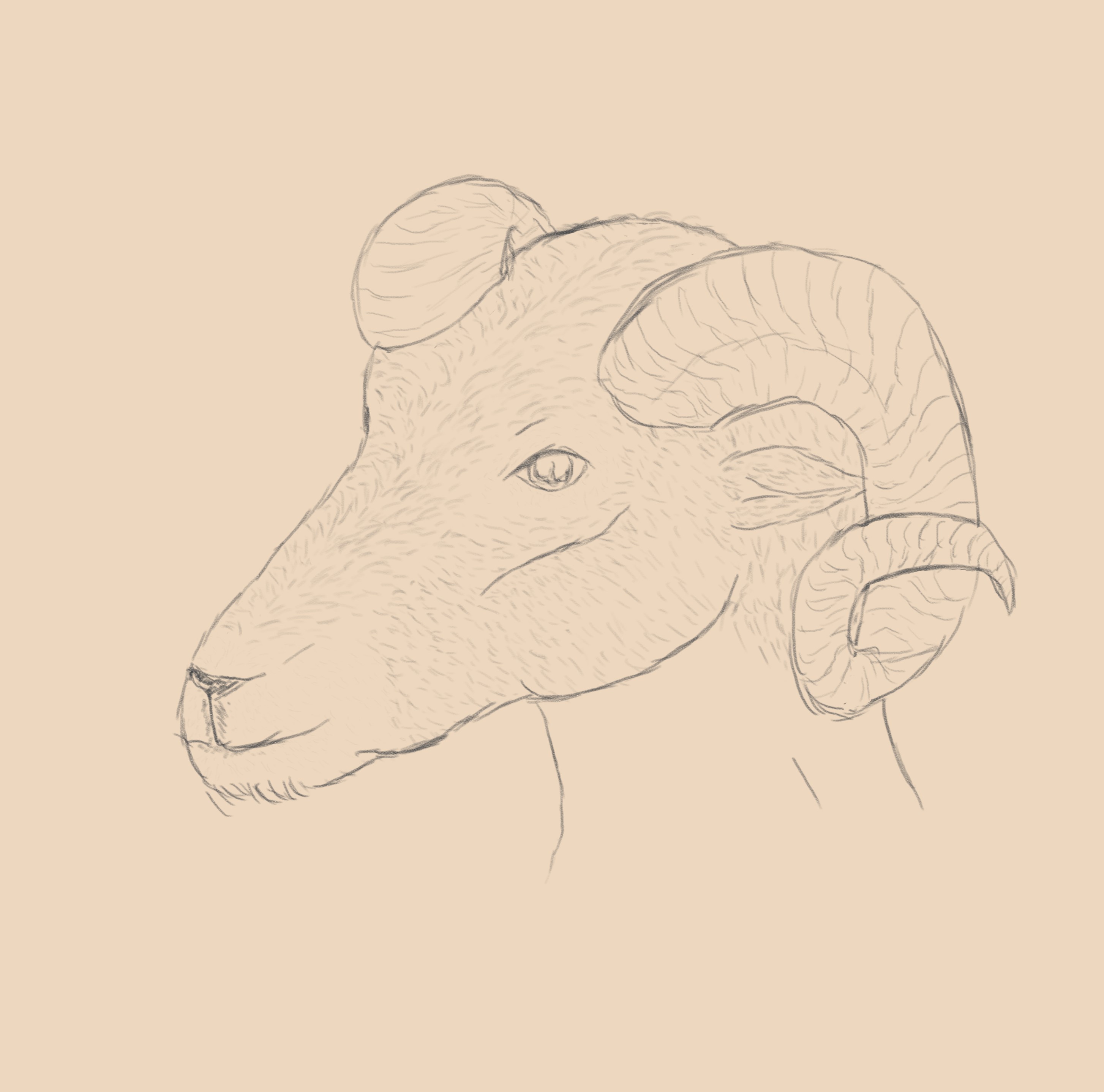 Simple portrait drawing of a Lomyn