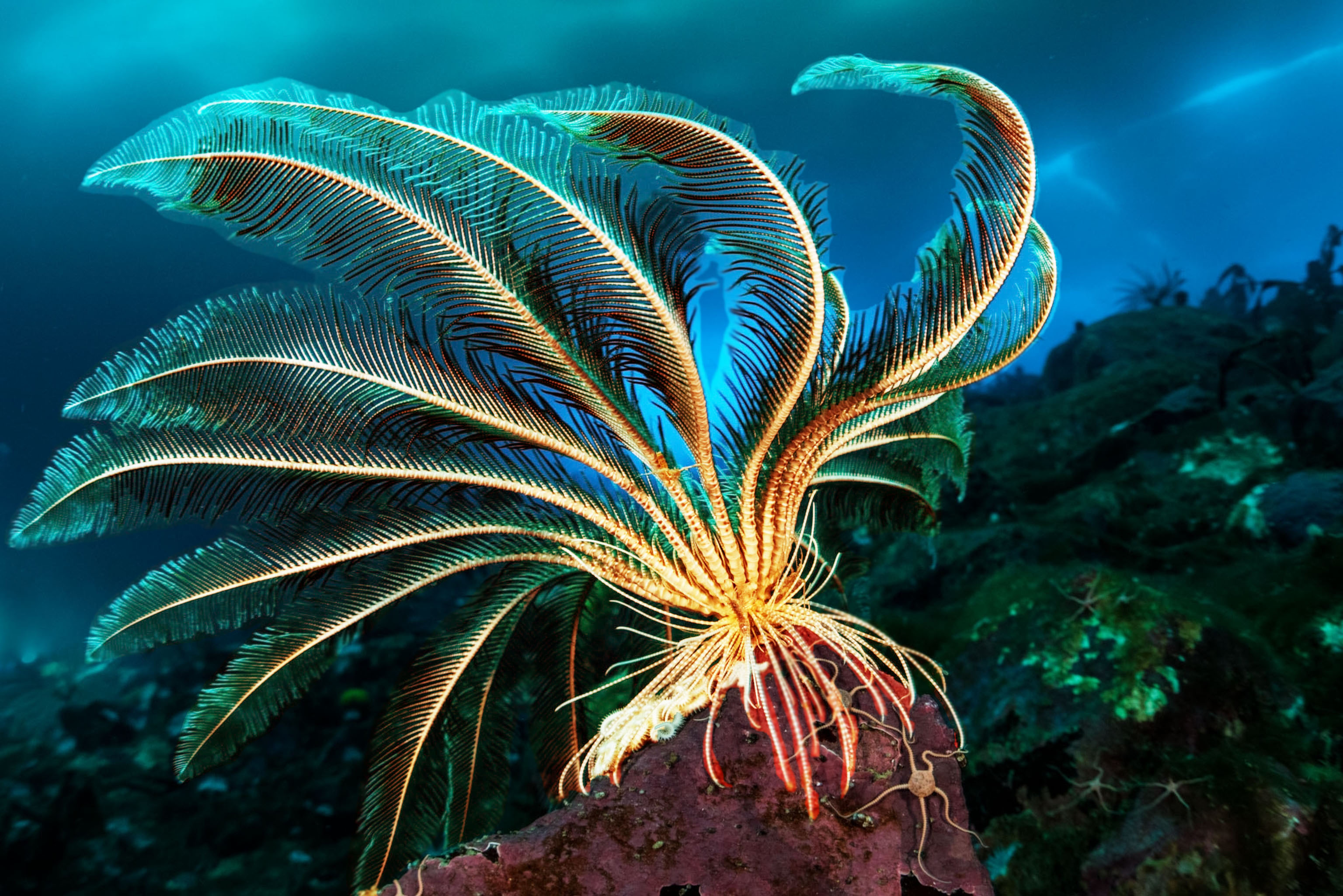 Glowfrond.jpg