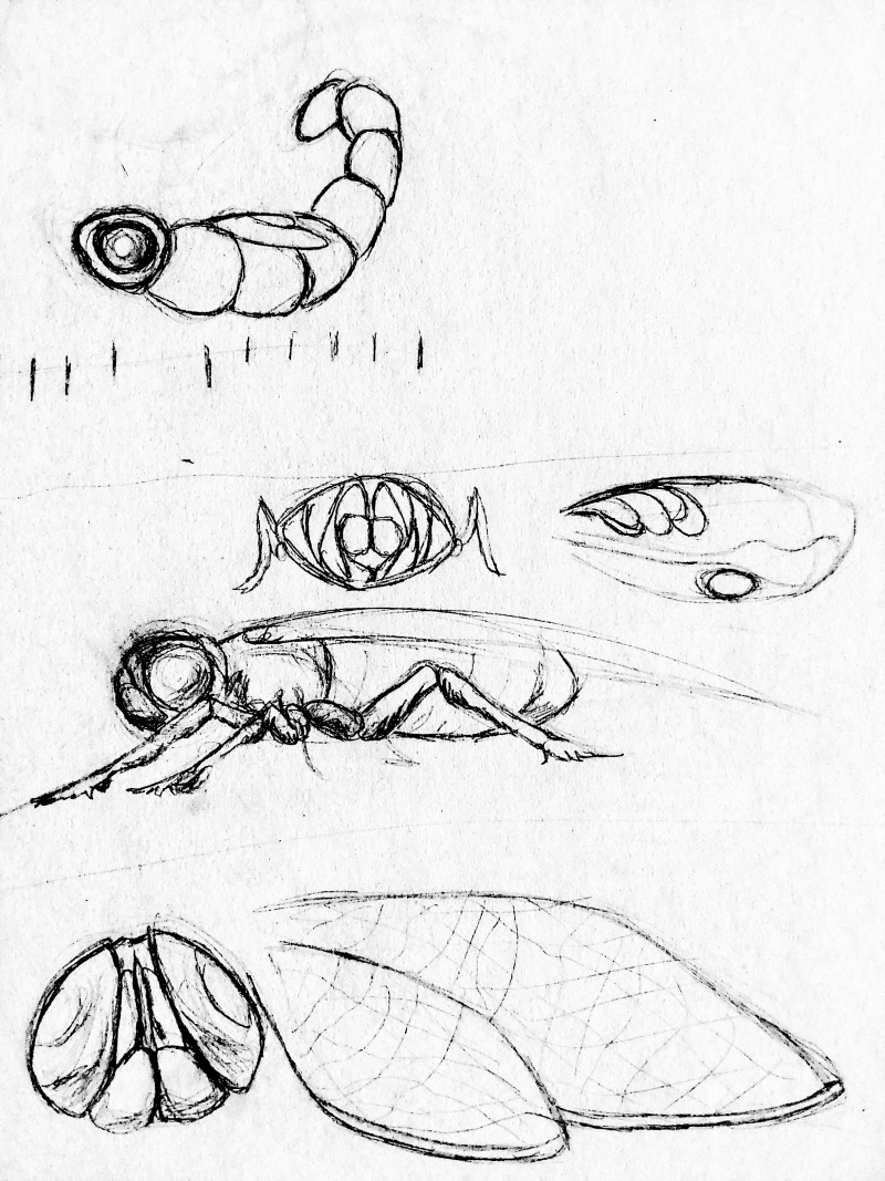 BangukianMoonMoth2b.jpg