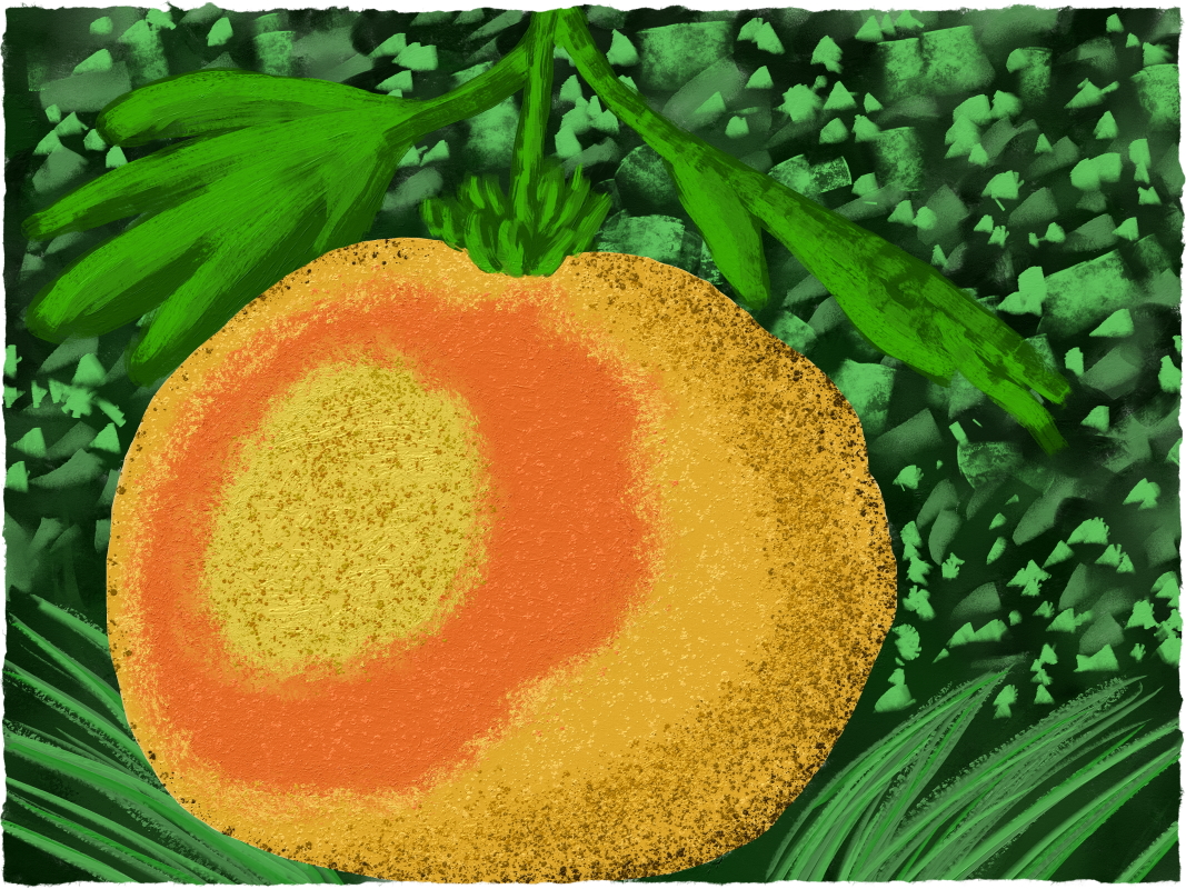 ChorinaeFruit2b.jpg