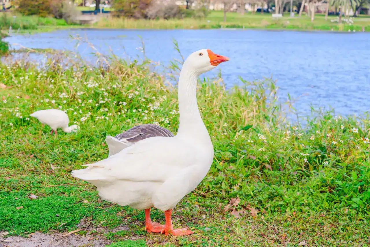 Embden Goose Species in Domesticus | World Anvil
