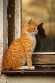Itchy02.jpg photo of an orange/white American shorthair tabby kitten sitting on the sill of an old window