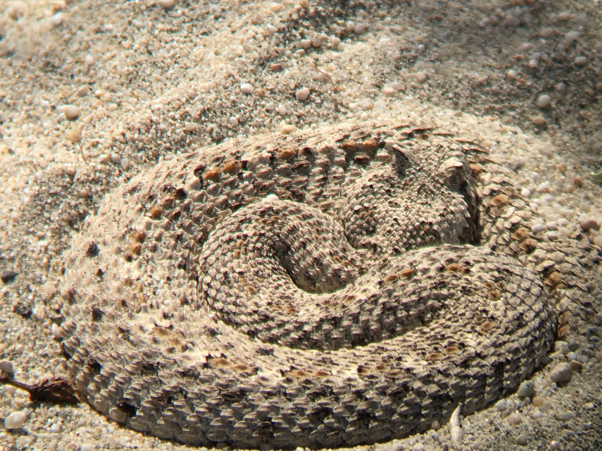 Clautan Rattler Species in Meitrone | World Anvil