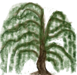 plante - saule.png