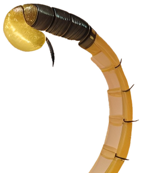 al-Mawt Scorpion, Tail