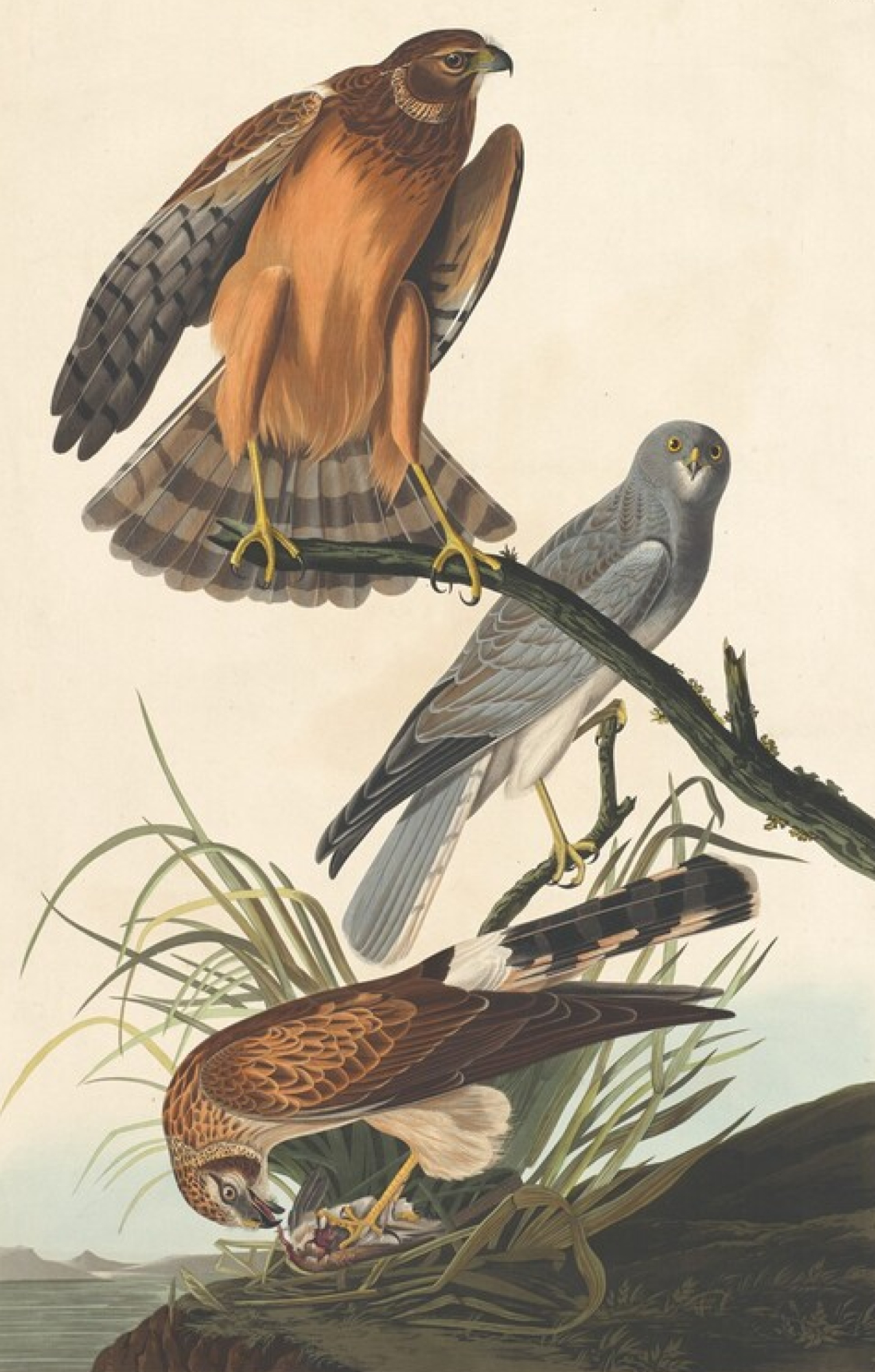 Marsh Hawks