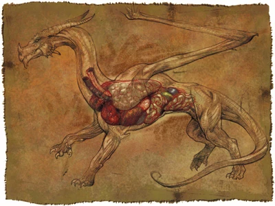 Dragon_anatomy.jpg