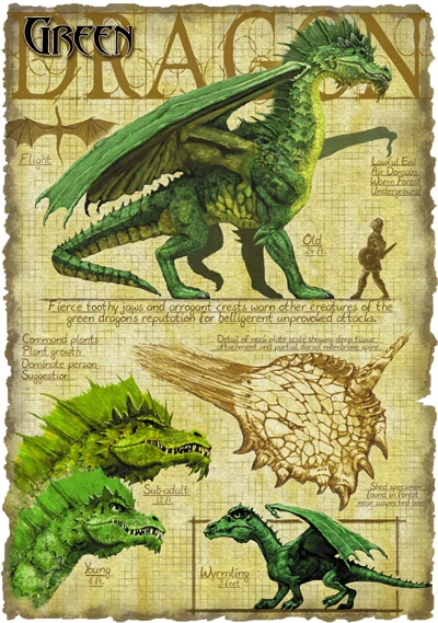 Green_dragon_anatomy.jpg