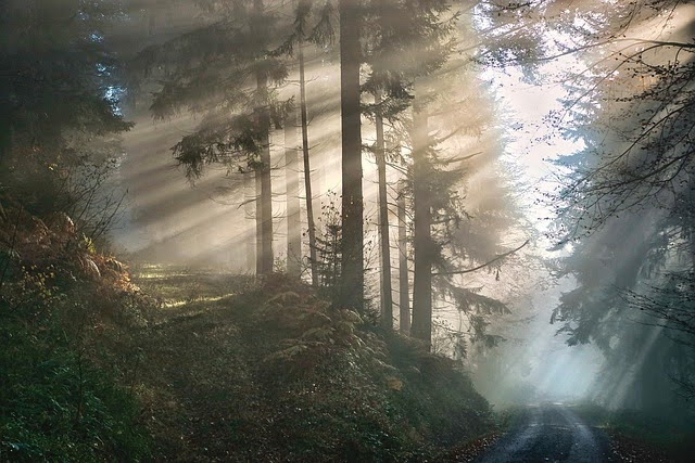 Image by Ingo Jakubke from Pixabay