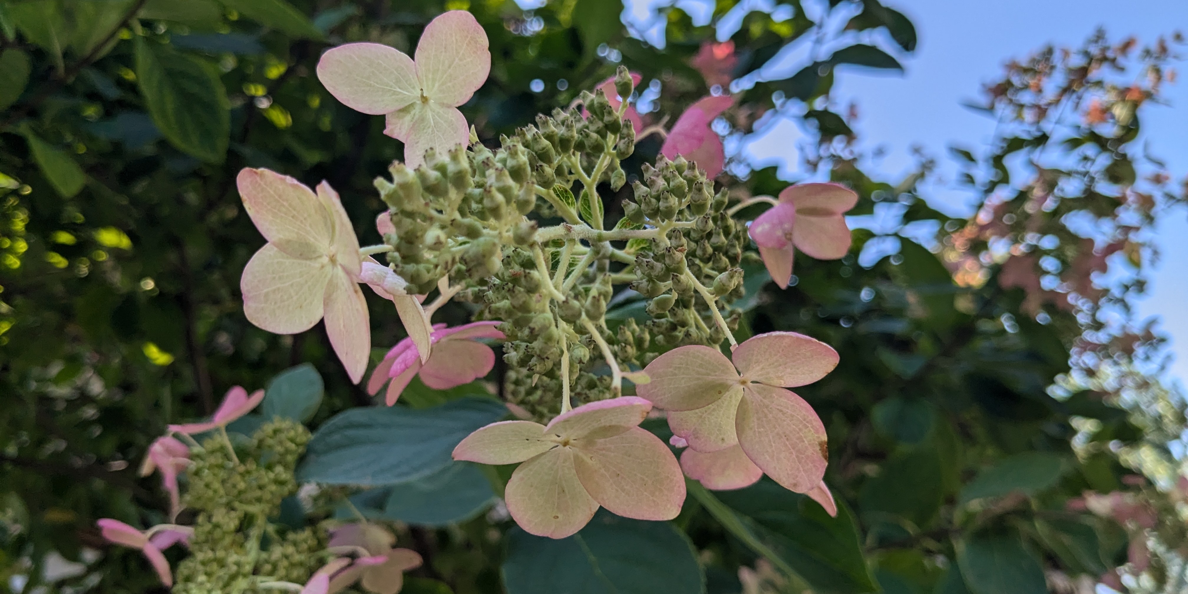 Flowers