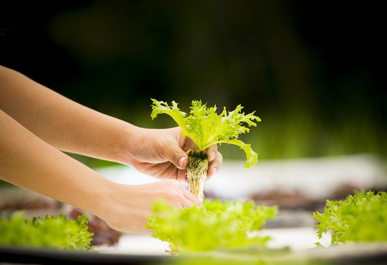 A closeup of a woman's hands planting a lettuce seedling in a hydroponics system