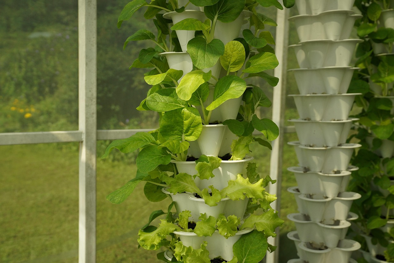 Lettuce in an aquaculture greenhouse system, growing in stacked trays