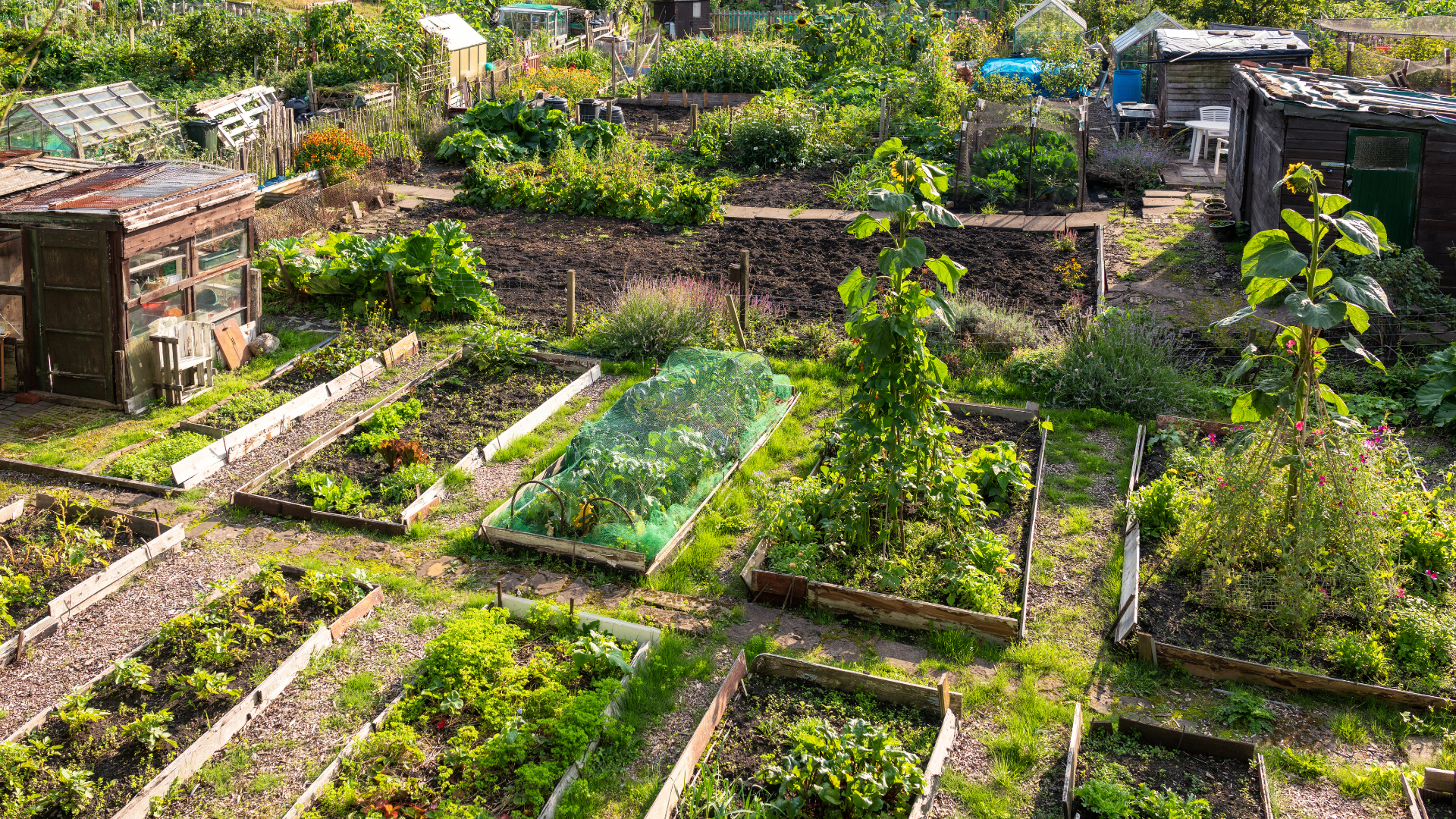 A community vegetable and flower garden