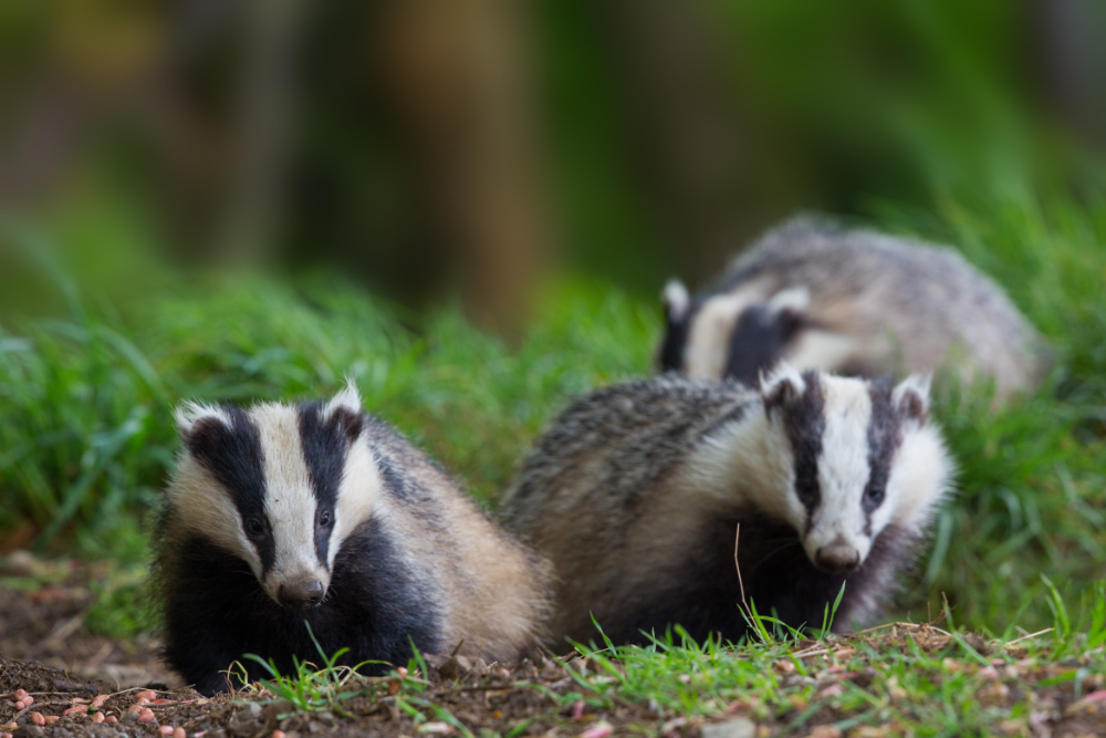 Badger Family
