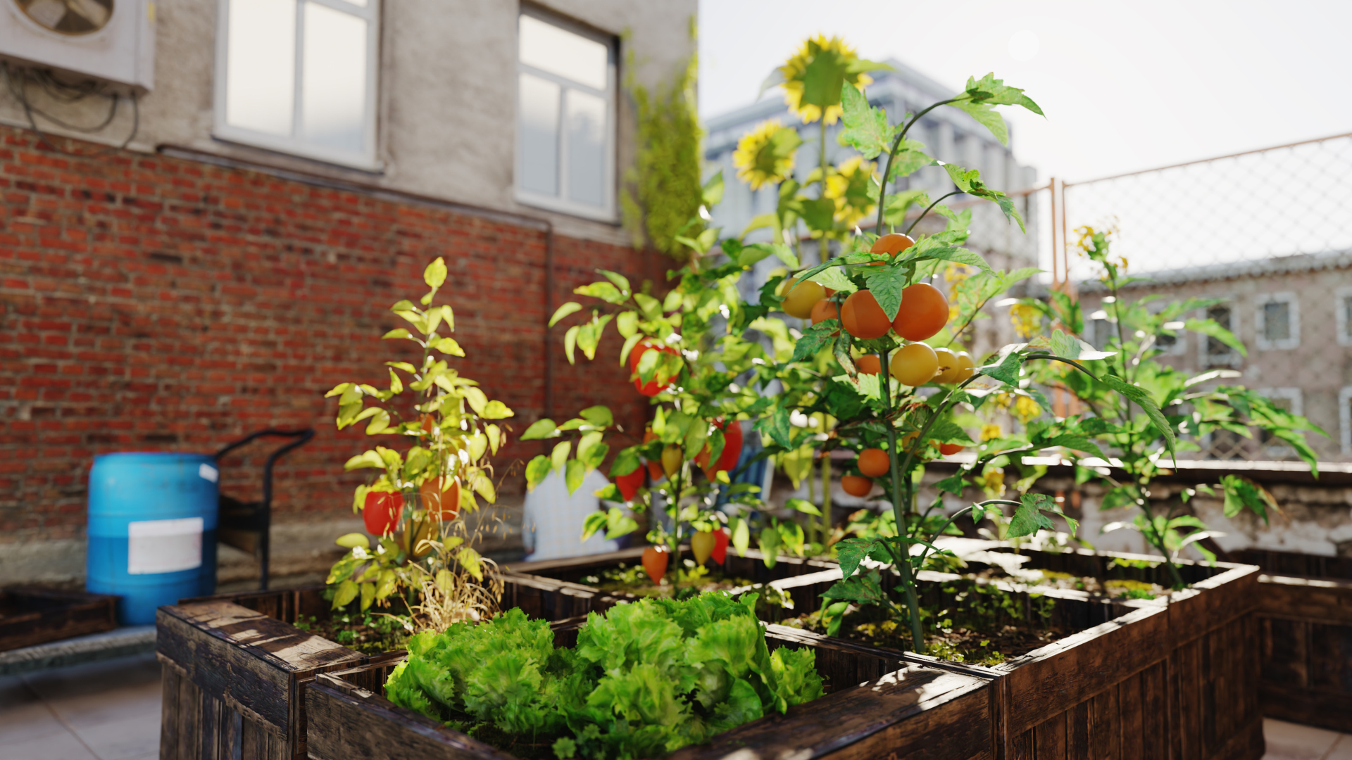 Tomatoes and sunflowers growing in raised beds on an urban rooftop