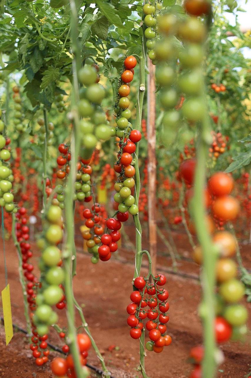 Tomatoes growing from dangling vines