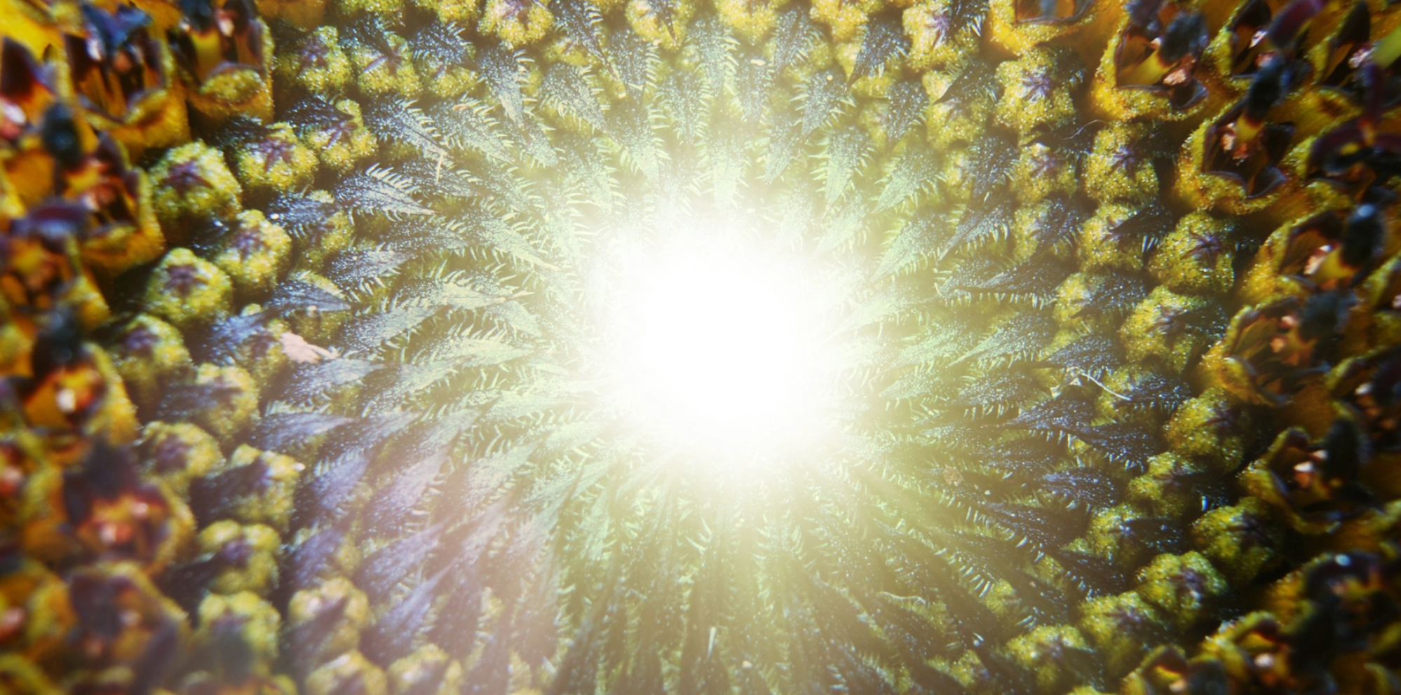 A closeup of a sunflower that is radiating sunlight from its center