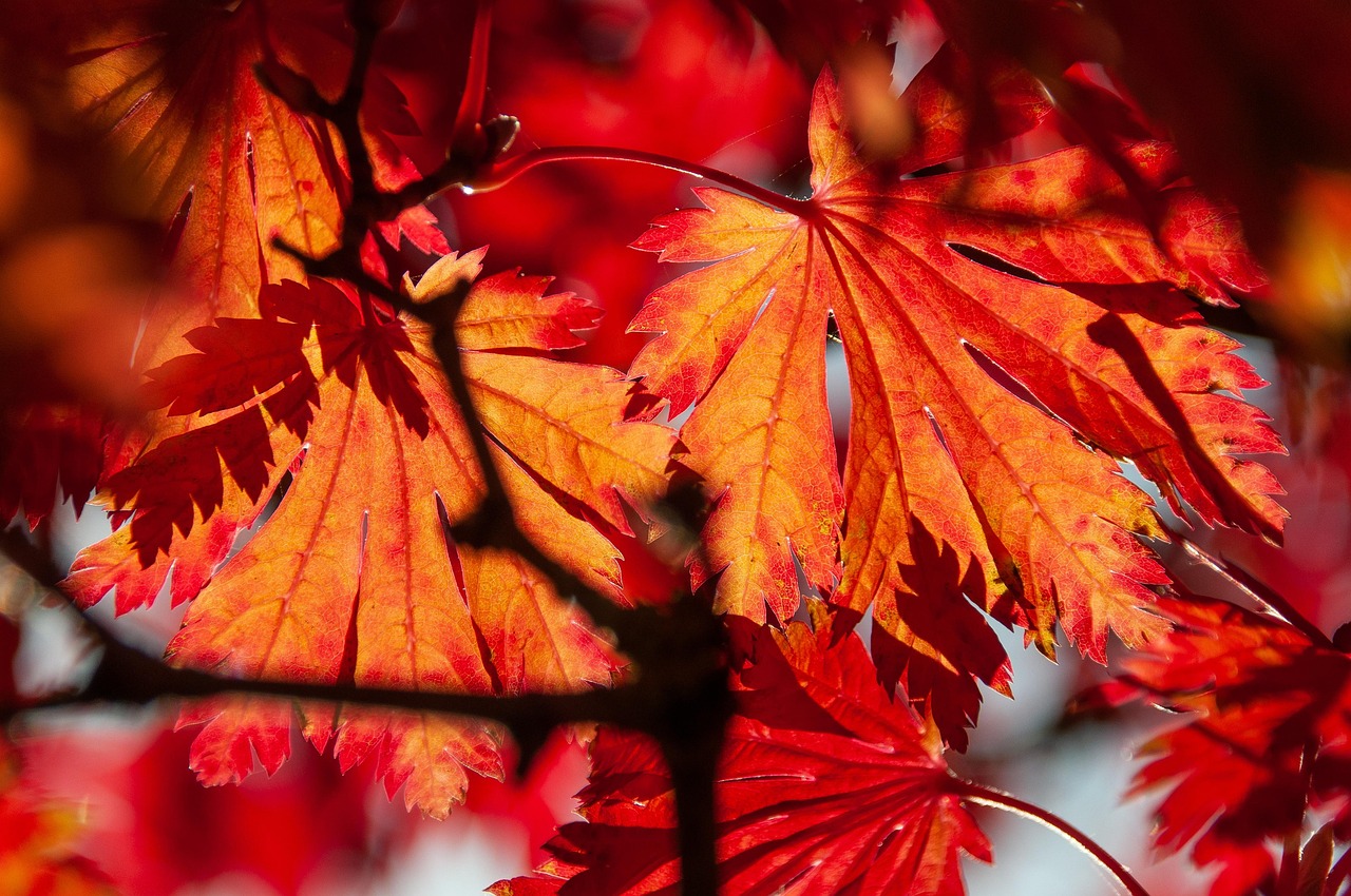 foliage-7523701_1280.jpg A closeup of red maple leaves on a sunny day