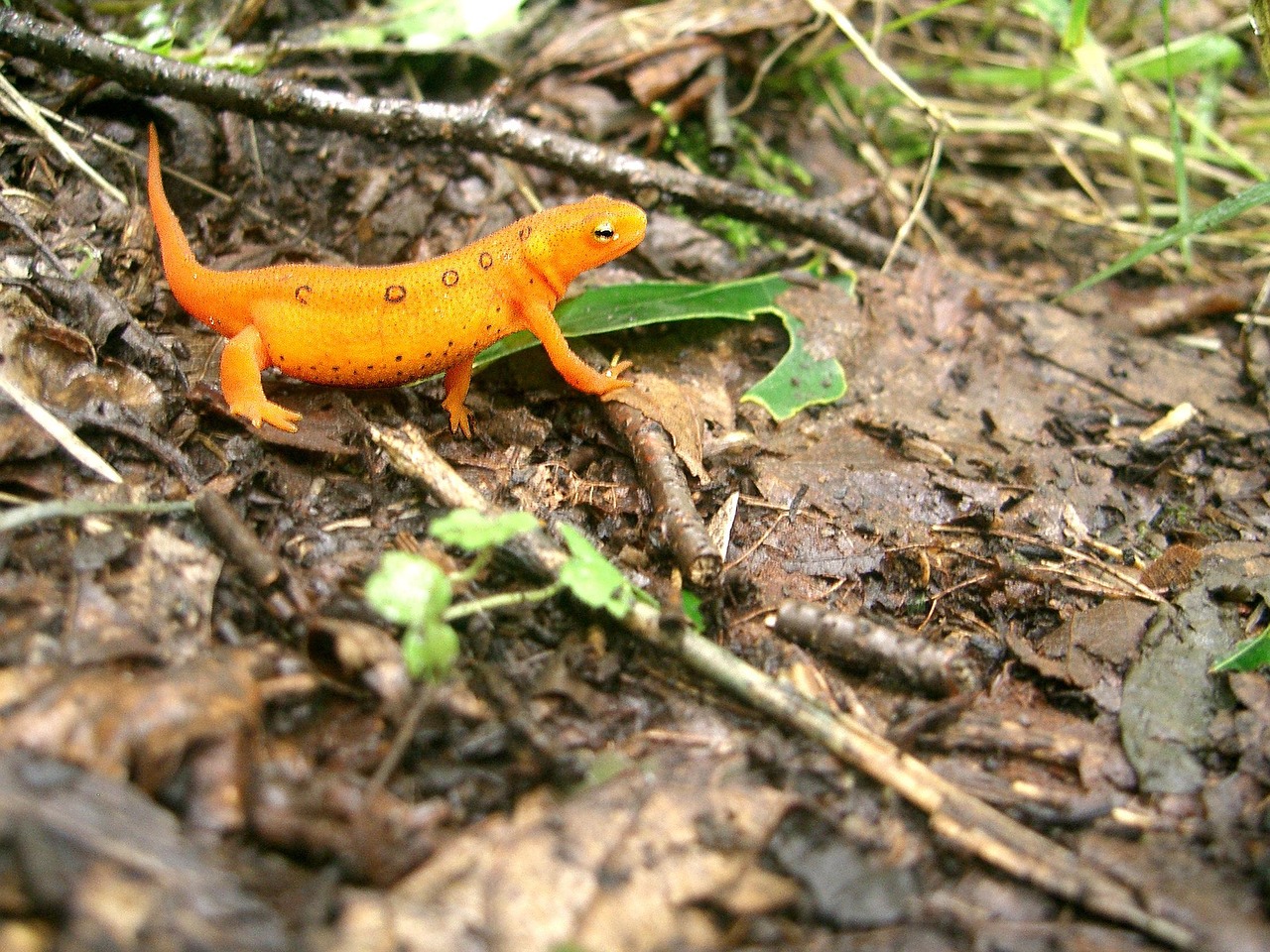 A bright orange newt on a muddy forest floor