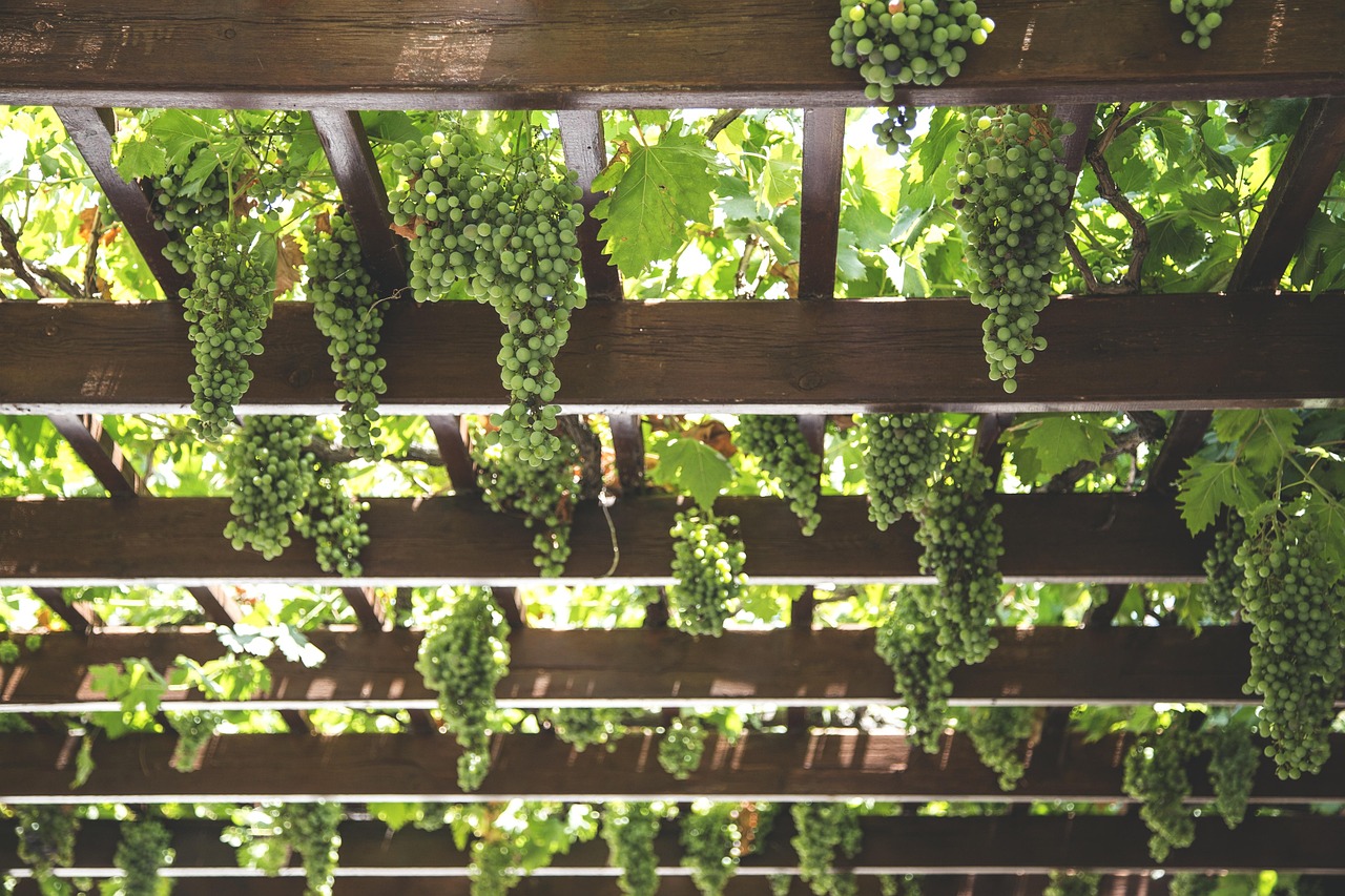 Grapes growing from an overhead trellis