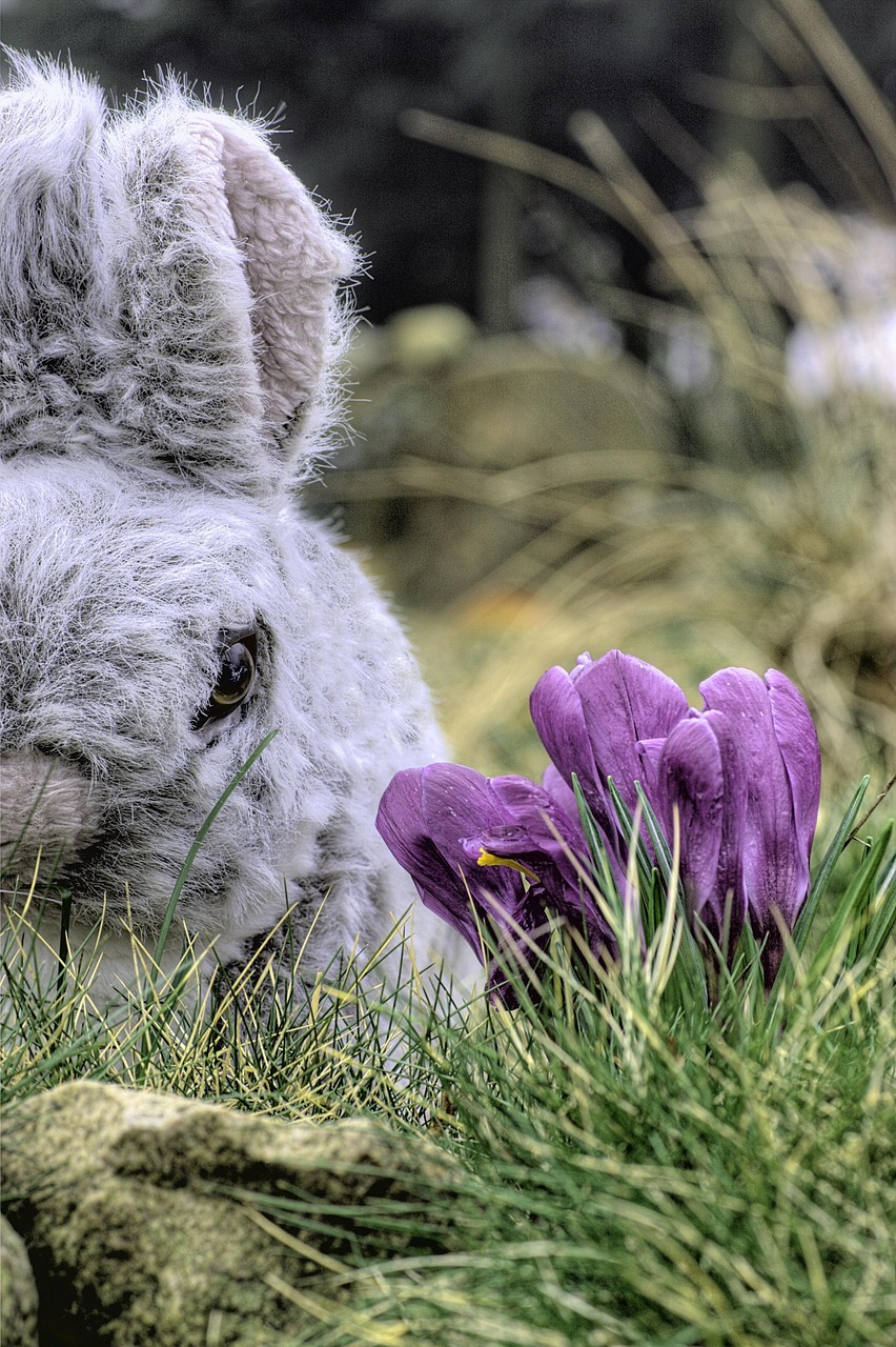 A disheveled grey rabbit next to crocus flowers 