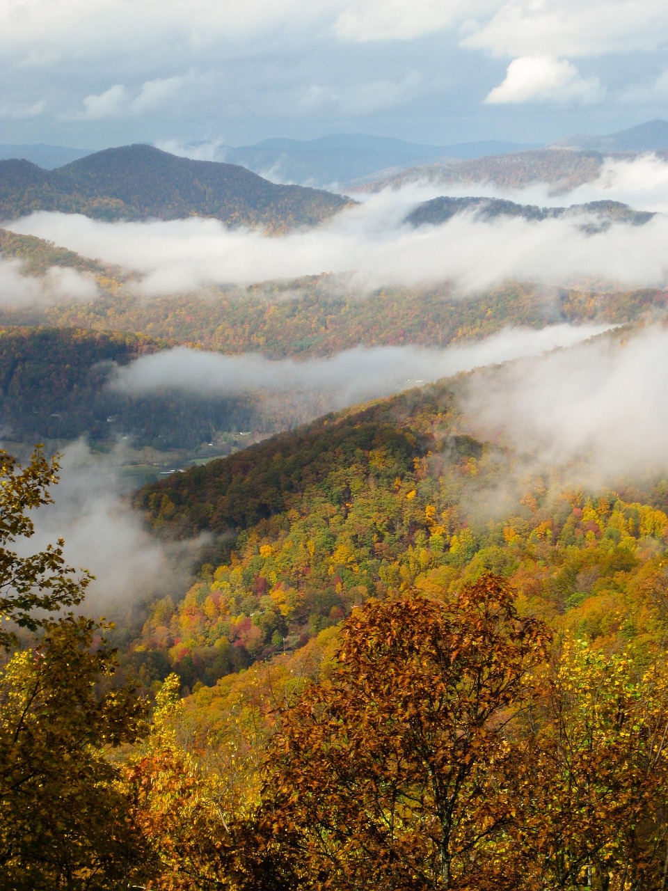 Blue, mist-shrouded Appalachian mountains with a close up view of spectacular golden fall foliage
