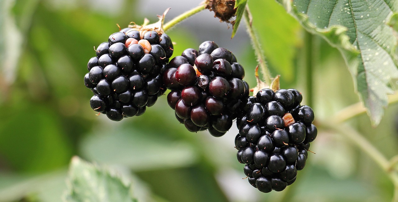 A closeup of blackberries growing on the bush