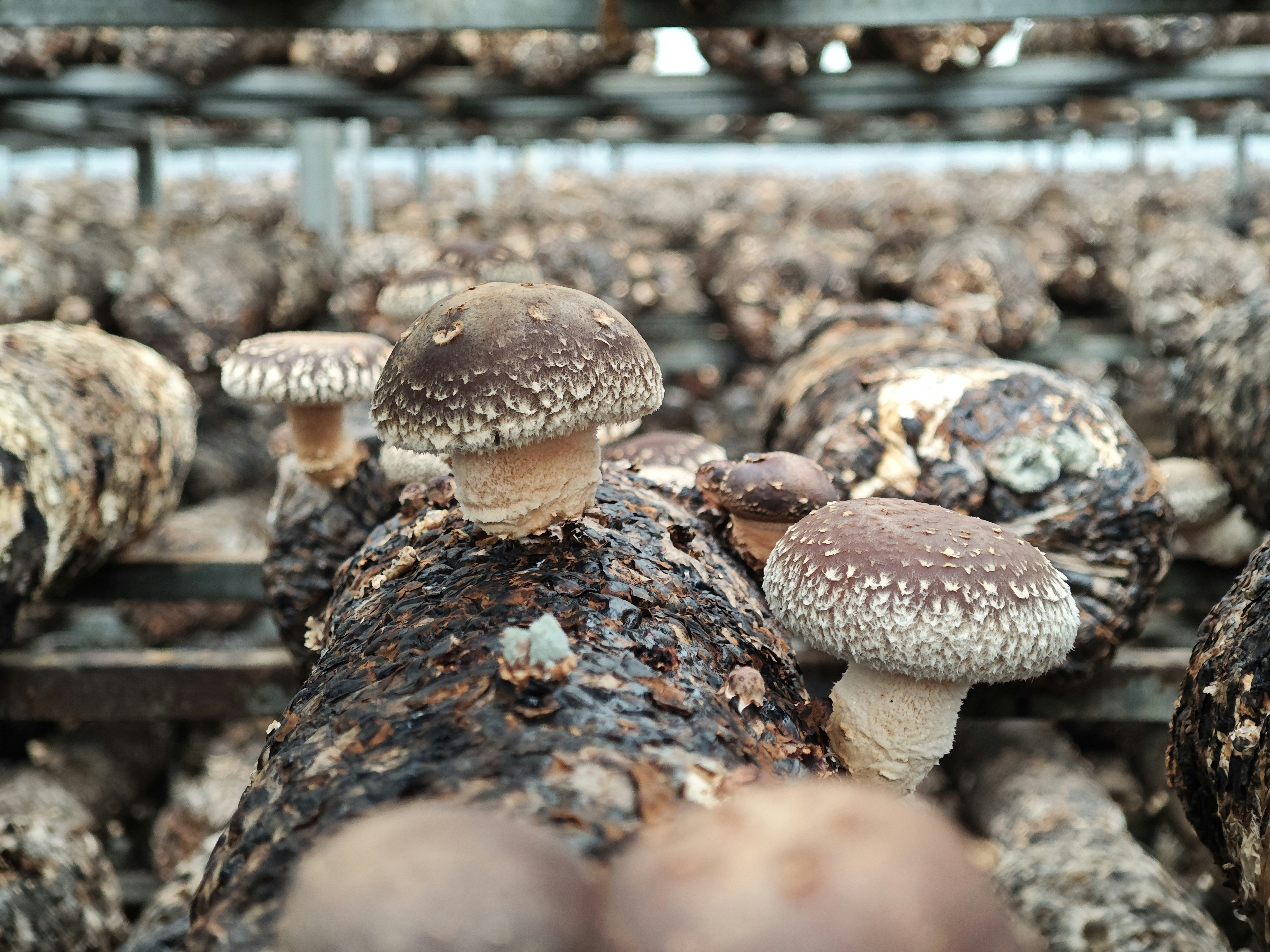 yao-oo-mushrooms-unsplash.jpg A mushroom farm, in which mushrooms are growing from rotten wood