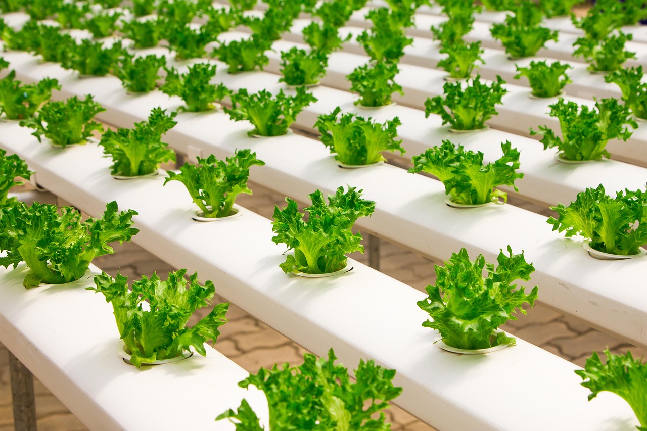 greenhouse-2139526_1280.jpg A hydroponics greenhouse closeup of rows of lettuce