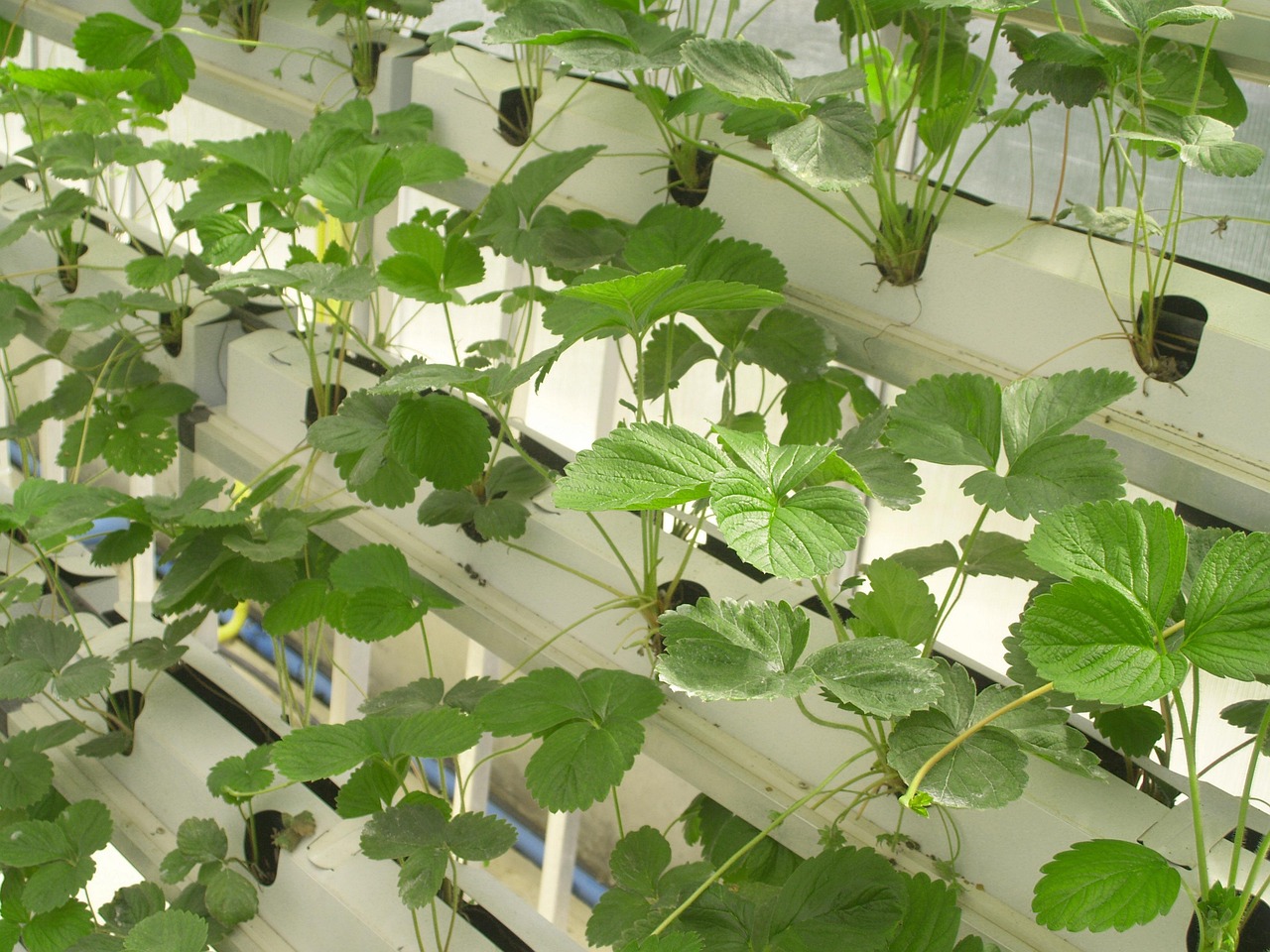 Strawberries growing in an aquaponics system