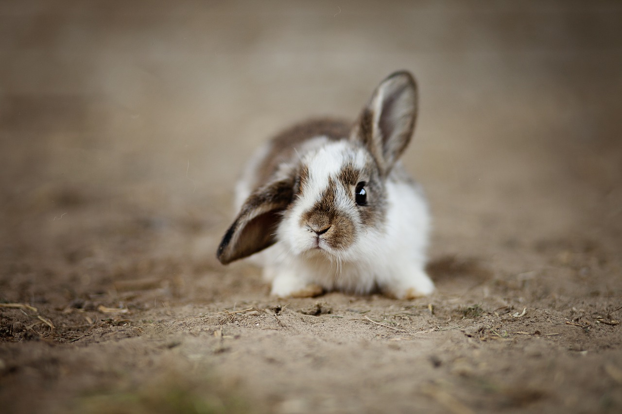 A tiny white and brown bunny lying in dust, one ear cocked