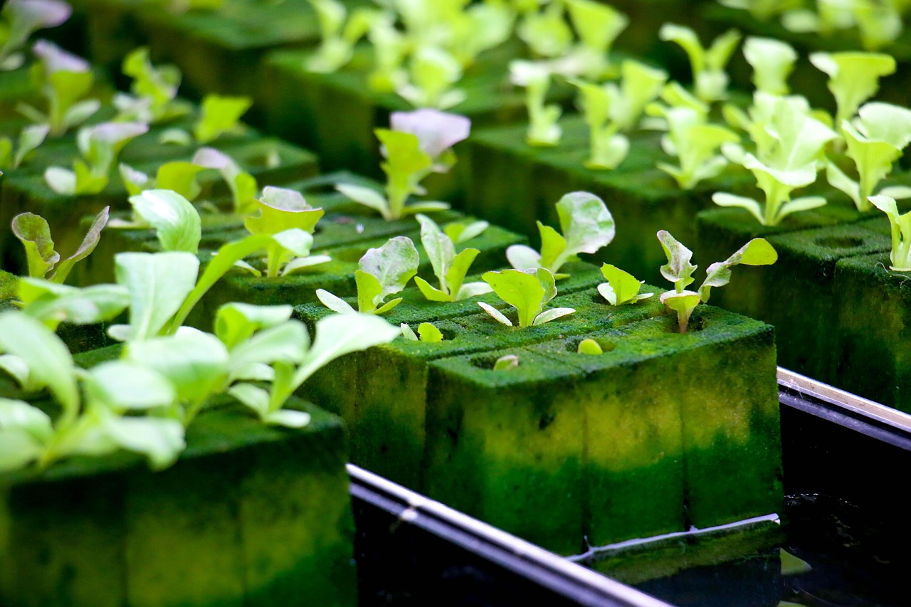 hydroponics-4447707_1280.jpg Green leaf lettuce growing in a