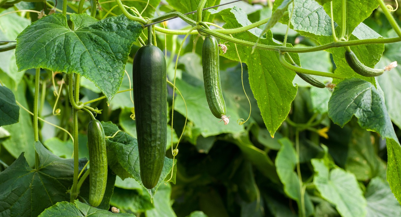 Cucumbers dangling from an overhead trellis