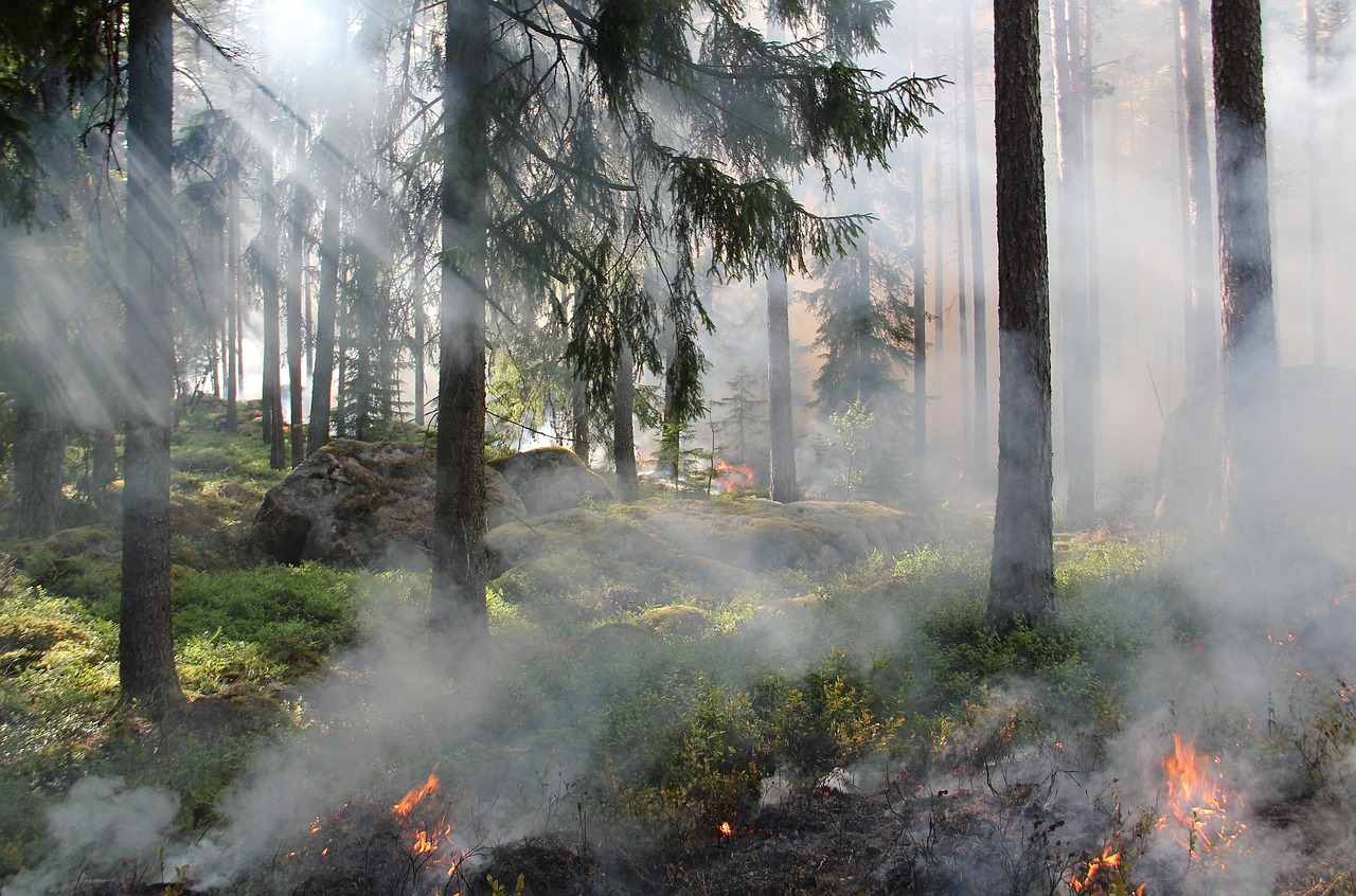 A close up of a forest fire, with brush along the ground burning and smoke in the sunlight