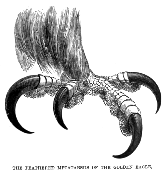 Public Domain