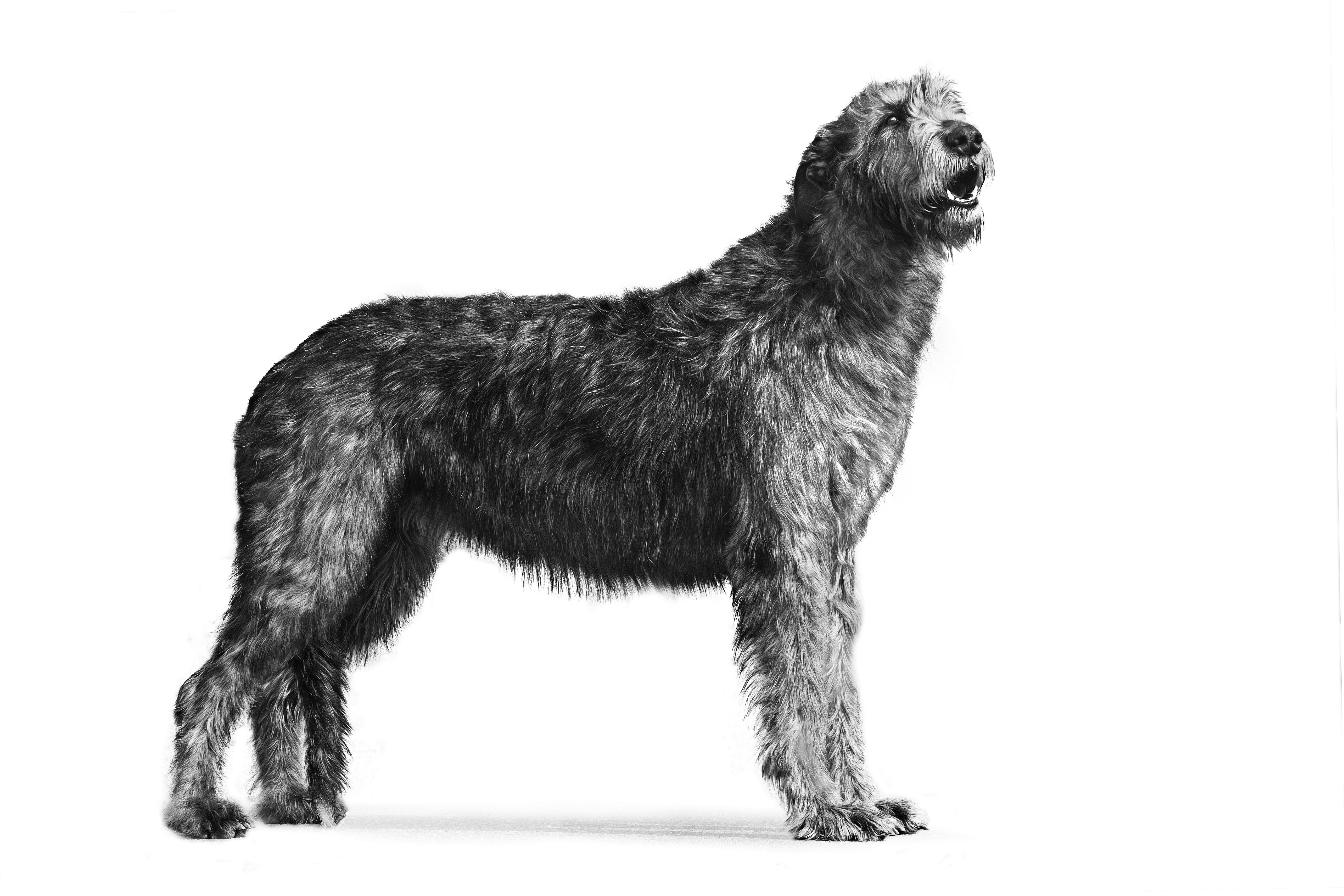 padfoot 2.jpg
