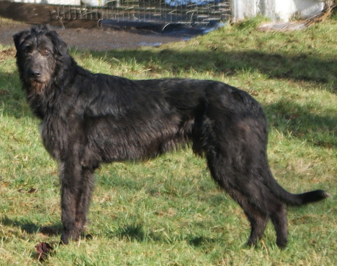 padfoot.jpg