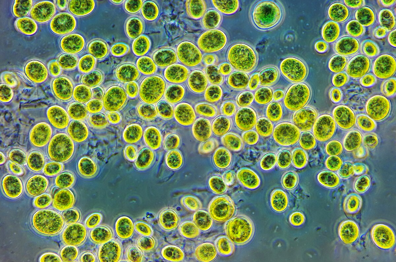 Unicellular algae.png