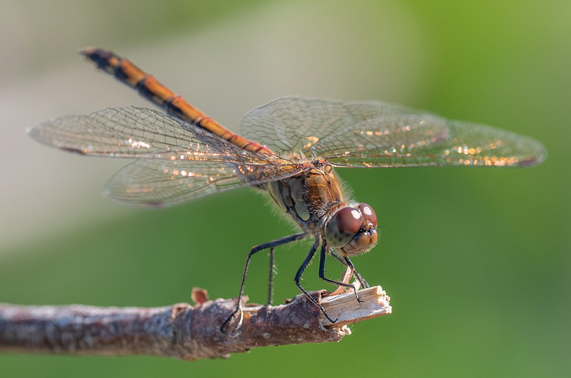 Dragonfly.png