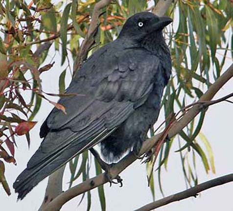 Blue Corvid 1 01.jpg