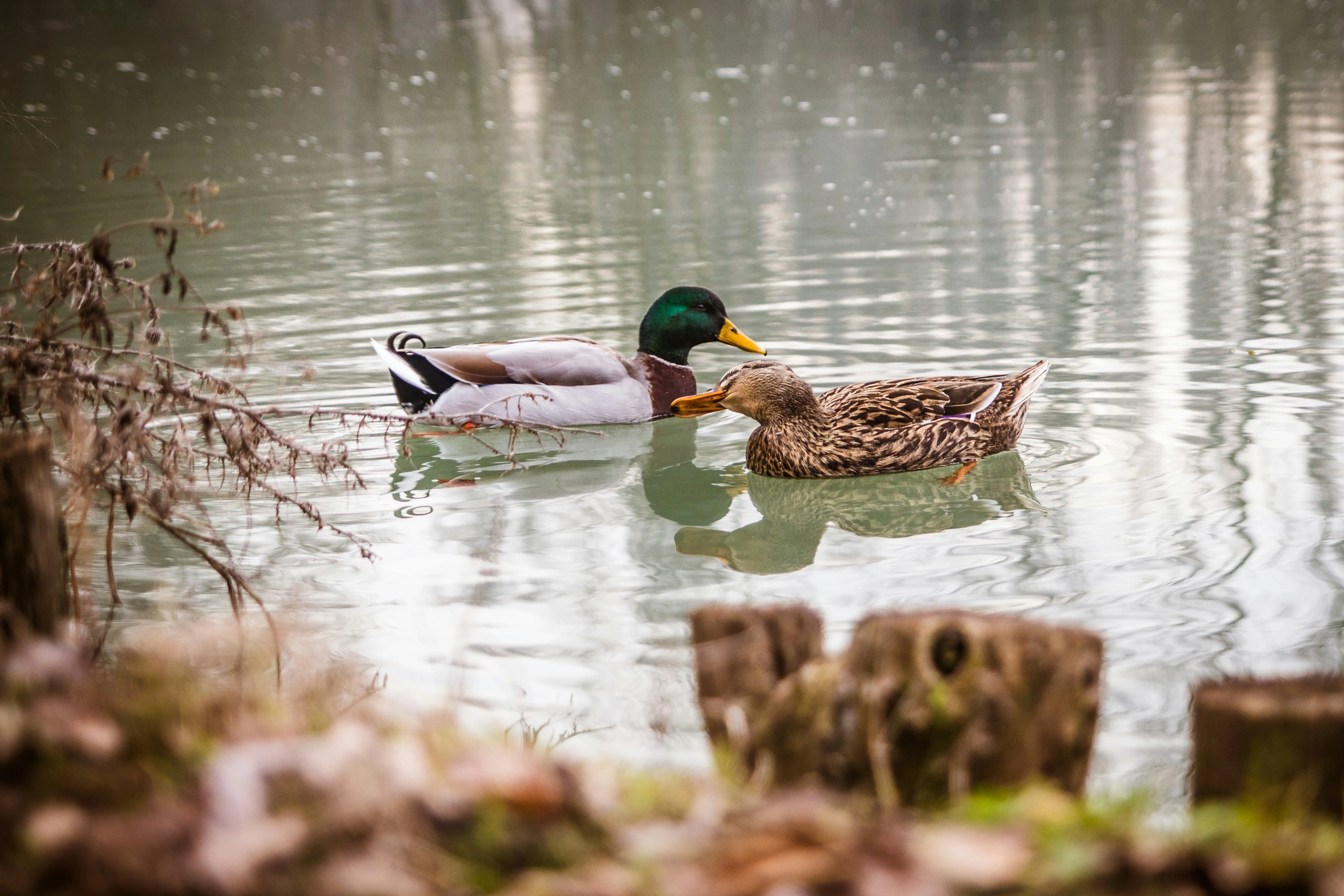 Pair of Mallards