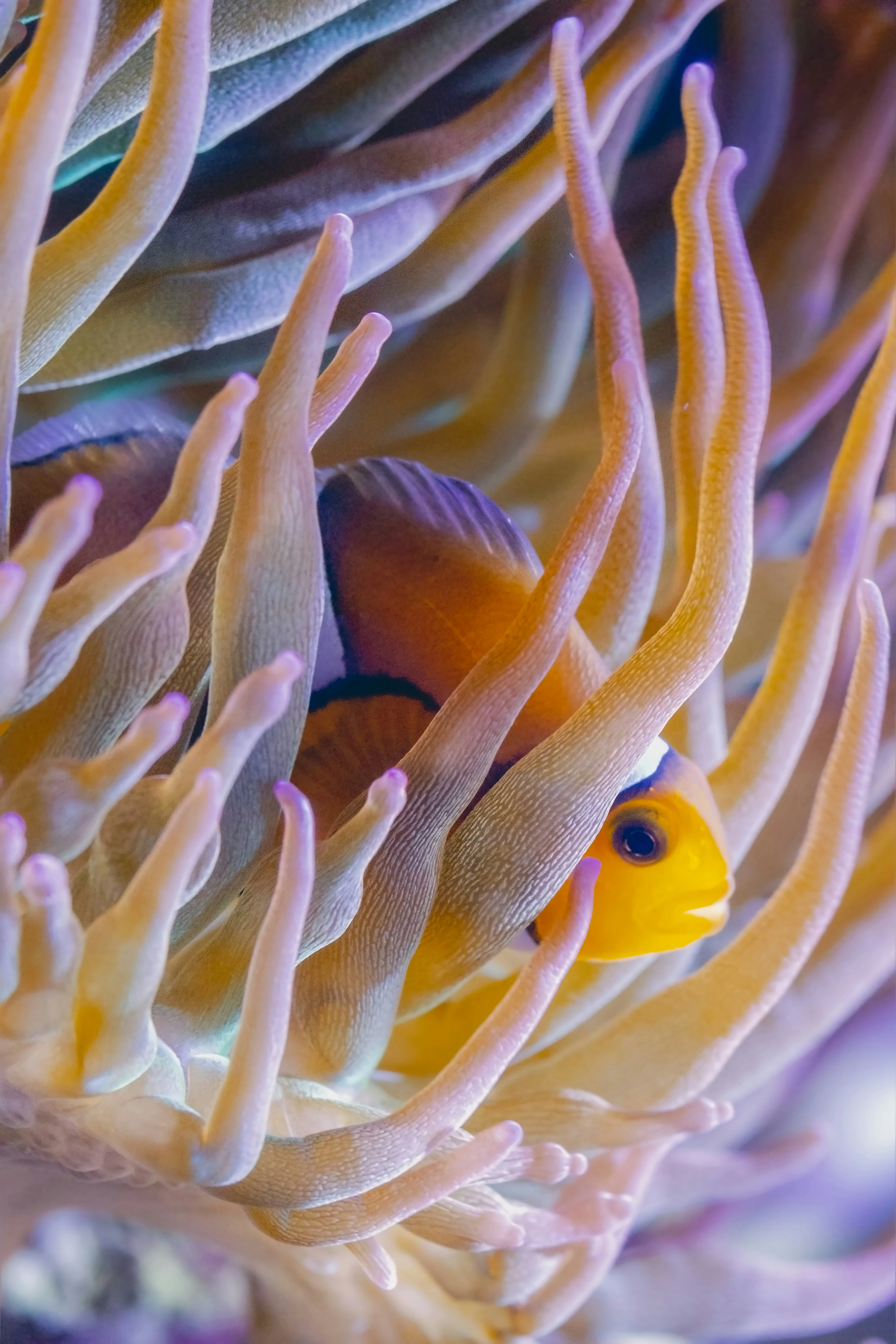 Symbiotic Relationship