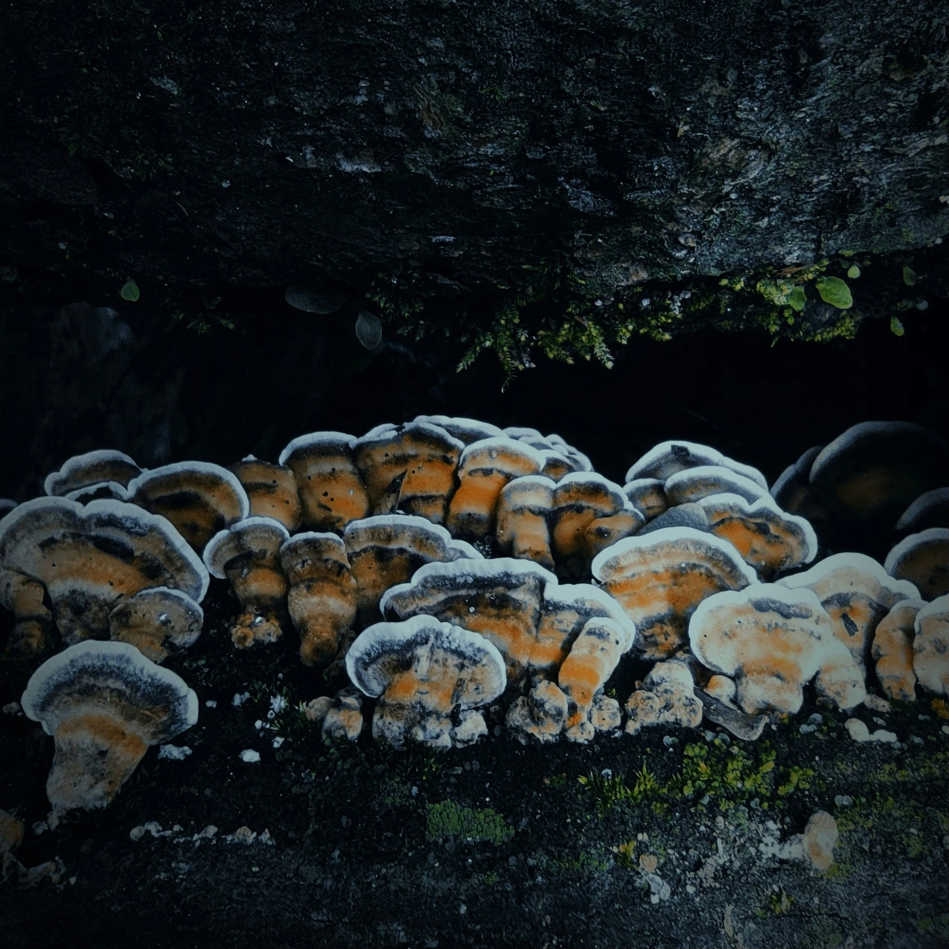 Skittering Stools