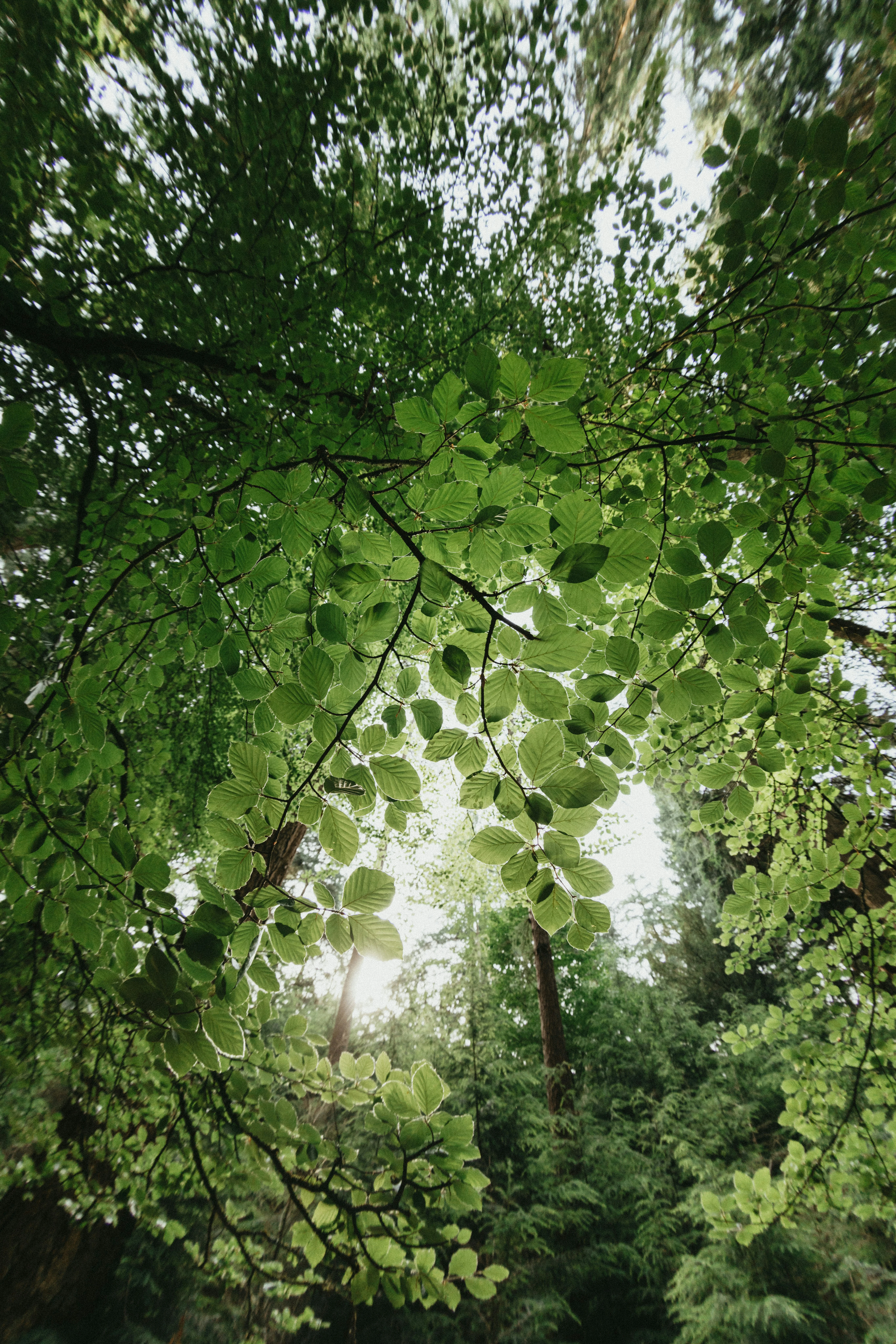 Broad Leaves