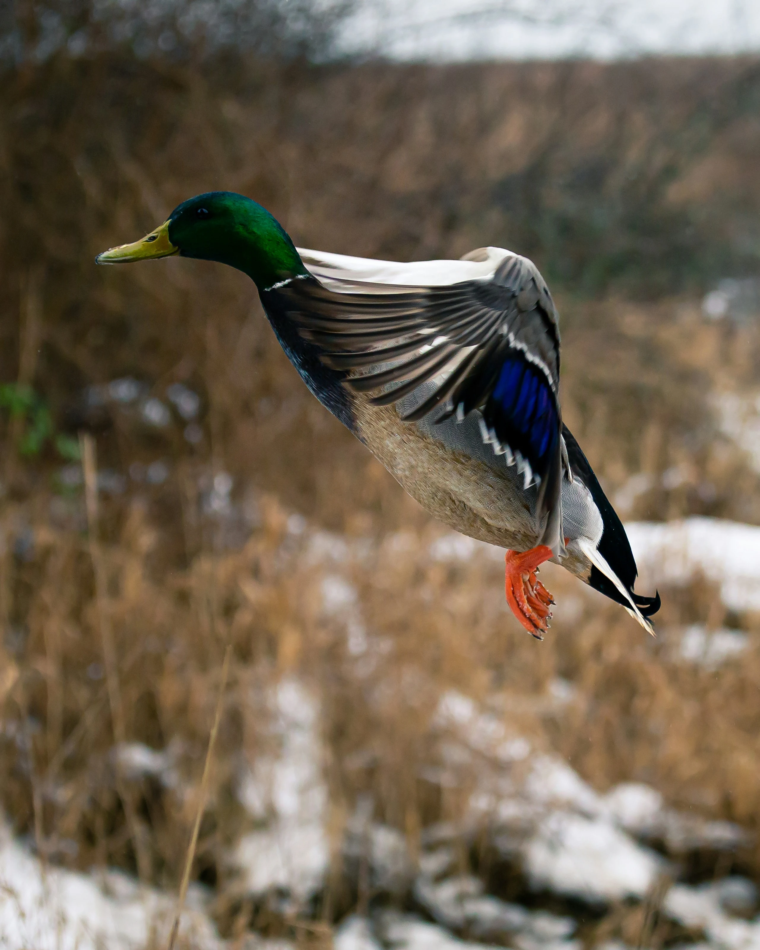 In Flight
