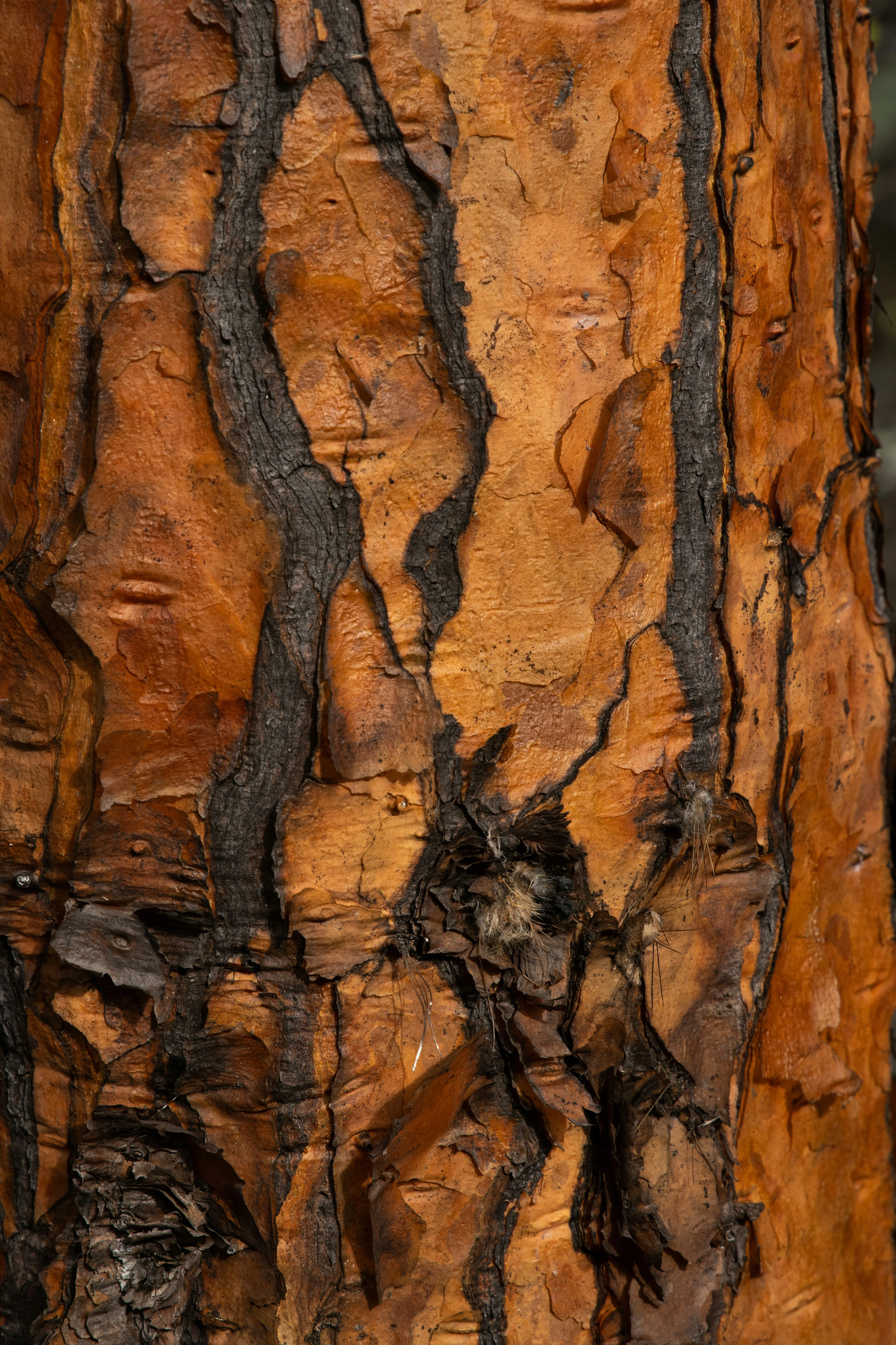 Festival Redwood Bark